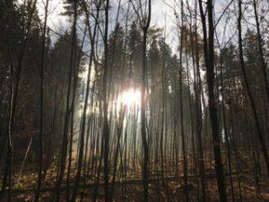 tiefstehende Sonne zwischen Fichten