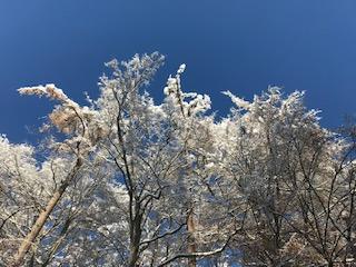 blauer Himmel über verschneiten Bäumen