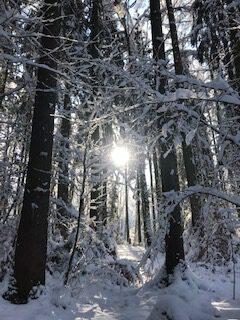 Sonne zwischen verschneiten Bäumen