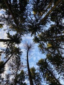 Blick in die Baumkronen im Wald während der Zeit der Rauhnächte