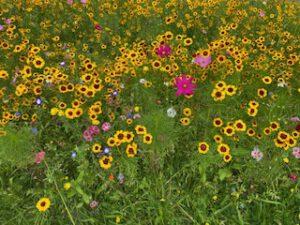 wilde Sommerblumen mit gelben und rosa Blüten