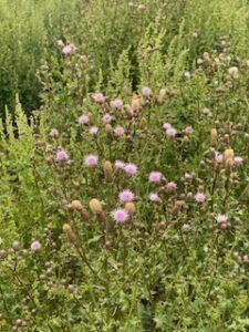 wilde Sommerblumen und Disteln im Allgäu