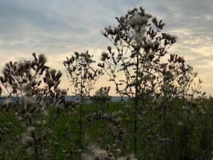 wilde Sommerblumen bei Sonnenuntergang