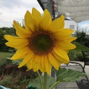 Sonnenblume im meinem Garten