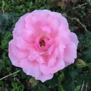 geöffnete Rosenblüte in meinem Garten