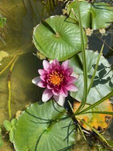 geöffnete Lotusblüte im Sommer