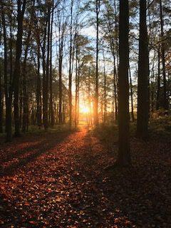 tiefstehende Sonne, die auf rötliches Herbstlaub strahlt