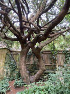 magischer Baum im Garten von Chalice Well