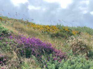 blühende Heide in Südengland