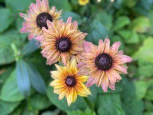 Sonnenblumen ähnliche Blüten in Chalice Well