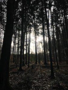 Licht und Schatten - düstere Waldstimmung