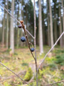 märchenhafter Wald - drei Beeren für Aschenbrödel