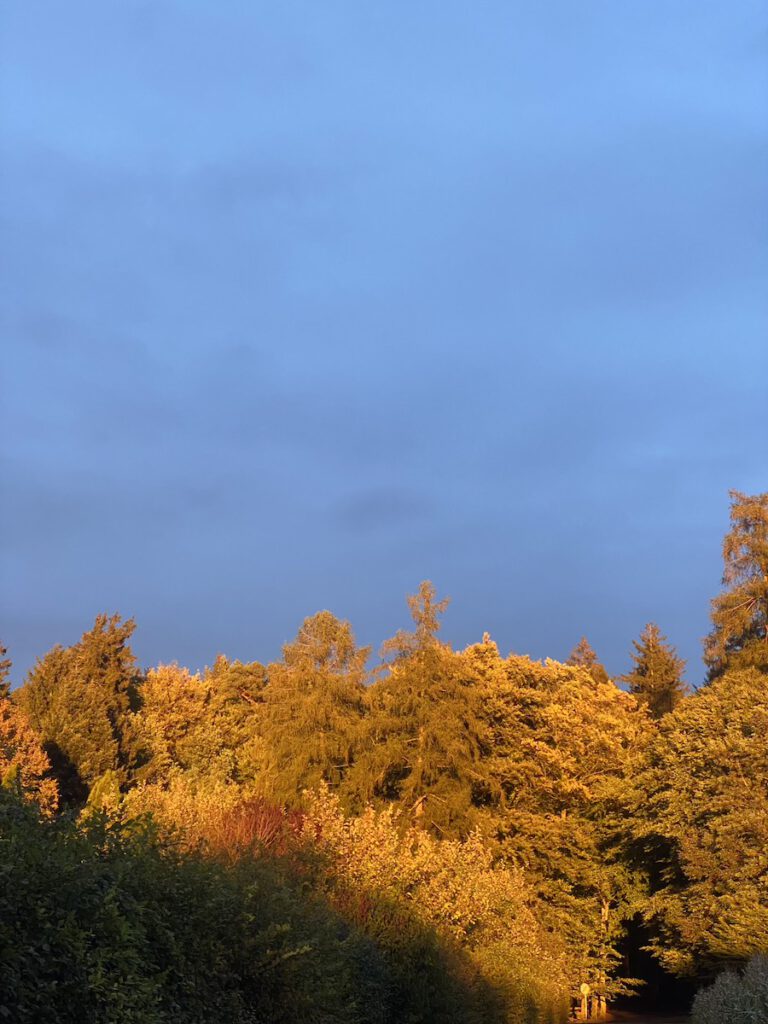 Herbstsonne am Waldrand