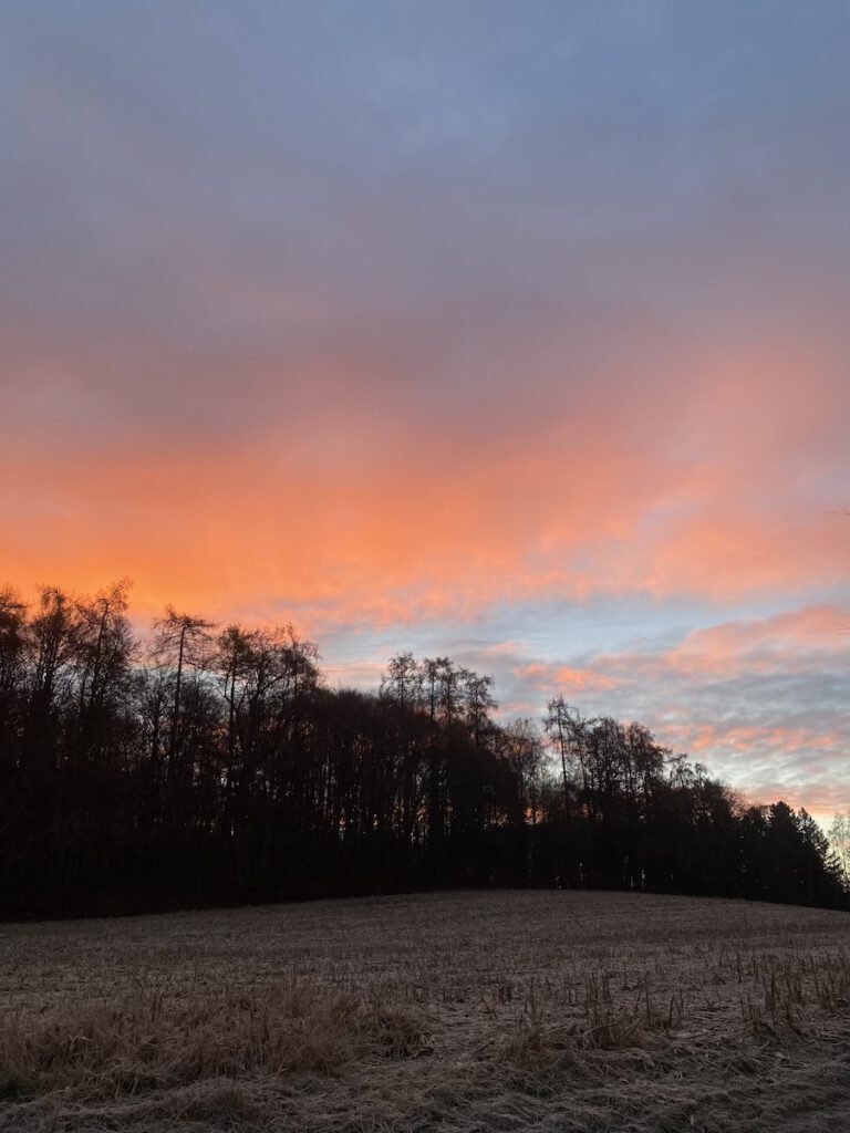 Sonnenaufgang im Spätherbst am Wald