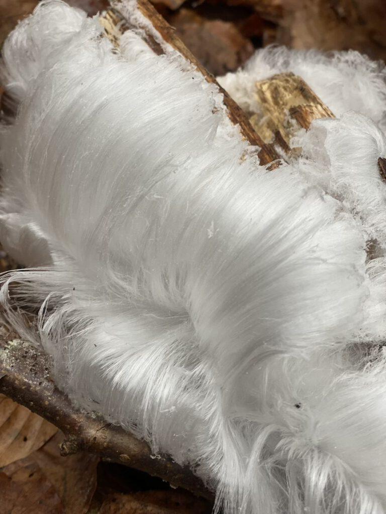 Eishaar im Weißenhorner Wald